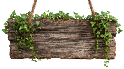 Rustic wooden sign board hanging by thick ropes with green ivy foliage growing on its top and creating a natural, weathered texture, isolated on transparent background