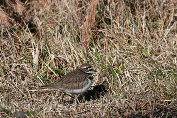 Fototapeta premium Killdeer on grass