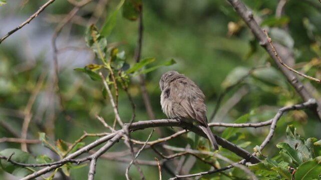 Common chiffchaff sitting on a tree  in spring close up