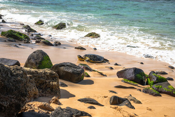 Oahu, Hawaii Sea Turtle on the North Shore in the winter of 2025