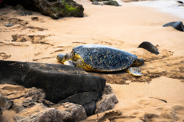 Oahu, Hawaii Sea Turtle on the North Shore in the winter of 2025