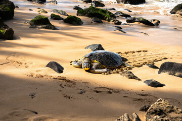 Oahu, Hawaii Sea Turtle on the North Shore in the winter of 2025