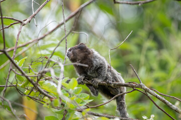 Fototapeta premium Common marmoset (Callithrix jacchus) peeking from tree in Brazilian tropical forest. Morro Da Urca. Monkey 