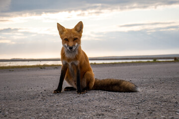 Red Fox Poses front the Camera in Port-menier, Anticosti, Quebec, Canada