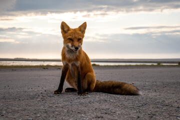 Red Fox Poses front the Camera in Port-menier, Anticosti, Quebec, Canada