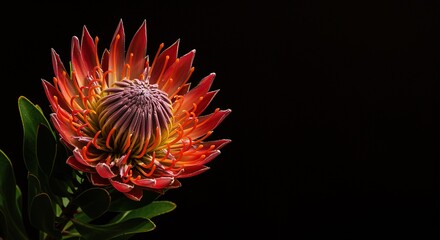 Vibrant Red Orange Protea Flower Close-up: Exotic South African Bloom with Purple Stamens on Black Background