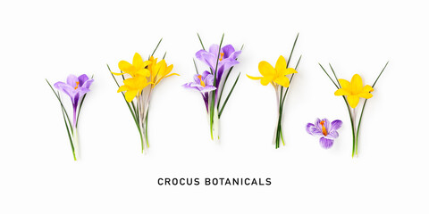Crocus flowers banner isolated on white background
