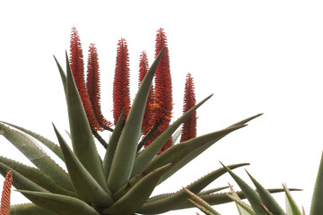Aloe ferox, bitter aloe, natural macro floral background
