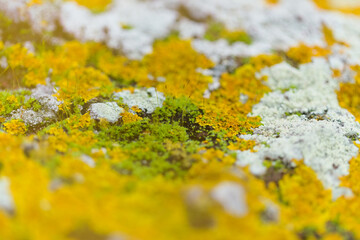 Bright yellow orange Caloplaca marina aka Orange Sea Lichen on rock, recent rains revived the vegetative body, natural macro background