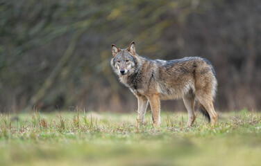Grey wolf ( Canis lupus ) close up
