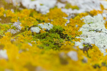 Bright yellow orange Caloplaca marina aka Orange Sea Lichen on rock, recent rains revived the vegetative body, natural macro background