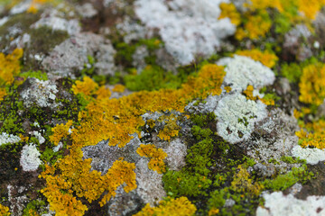 Bright yellow orange Caloplaca marina aka Orange Sea Lichen on rock, recent rains revived the vegetative body, natural macro background