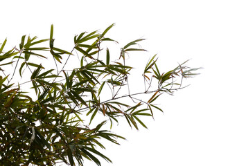 Bamboo plant leaves isolated on white background 