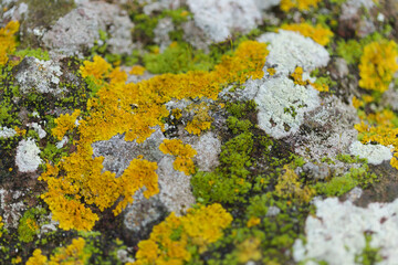 Bright yellow orange Caloplaca marina aka Orange Sea Lichen on rock, recent rains revived the vegetative body, natural macro background