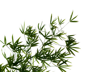 Bamboo plant leaves isolated on white background 
