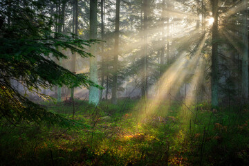 Obraz premium Misty morning in the green forest