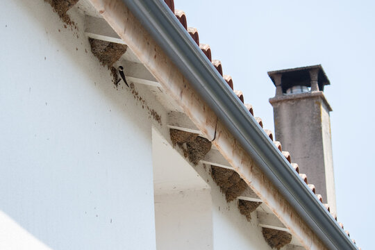 House martins (Delichon urbicum) nesting under the roof of a white house