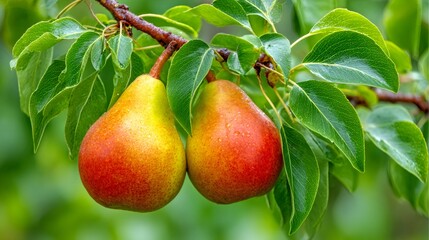 Two fresh ripe pears growing on tree branch