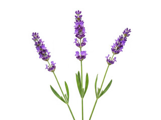 Obraz premium Three lavender flowers on white background