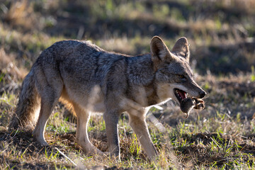 Close view of a coyote eating a mole, seen  in the wild in North California 
