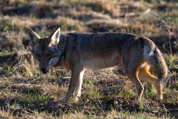 Close view of a coyote, seen  in the wild in North California 