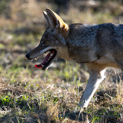 Close view of a coyote, seen  in the wild in North California 