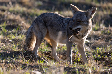 Close view of a coyote eating a mole, seen  in the wild in North California 