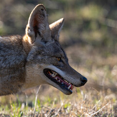 Close view of a coyote, seen  in the wild in North California 