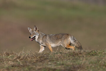 Close view of a coyote, seen  in the wild in North California 