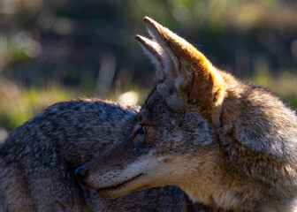 Close view of a coyote, seen  in the wild in North California 