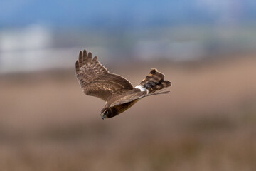Extremely close view of a female Northern harrier diving on a prey, seen in the wild in North California