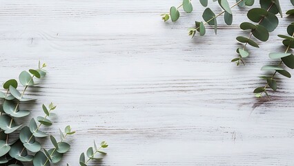 Minimalist eucalyptus leaves on white wood