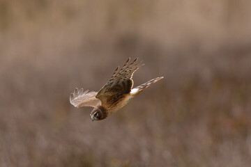 Extremely close view of a female Northern harrier diving on a prey, seen in the wild in North California
