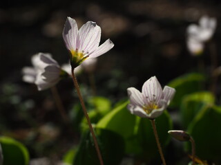 Fototapeta premium White Wood Sorrel Flower Blooming in Forest Sunlight - Delicate white wood sorrel flowers growing on a forest floor, softly lit by natural sunlight in a calm spring woodland setting.