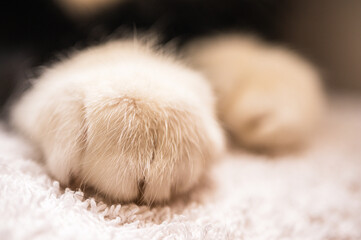 Extreme macro of fluffy white cat paws on a soft towel. Shallow depth of field, domestic pet...