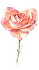 Watercolor Heart Flower Bloom &mdash; Romantic Valentine Floral Illustration