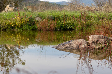 Reflections of nature in a small lake, turtle