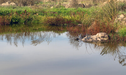 Reflections of nature in a small lake, turtle