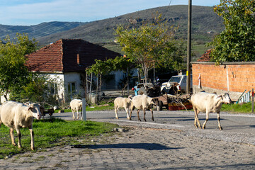 Flock Sheep Roaming Freely The