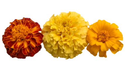 Three vibrant marigold flowers arranged in a row isolated on a transparent background