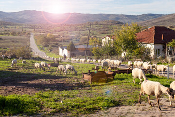 Flock Sheep Roaming Freely The