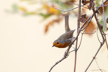 Small European robin looking down from a thin branch.