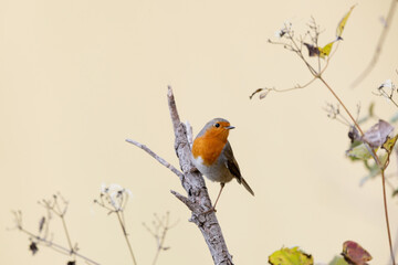 Wildlife portrait of a European robin against a plain background.