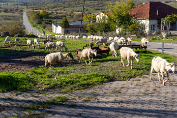 Flock Sheep Roaming Freely The