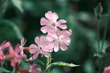 Saponaire couvre sol .