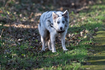 Obraz premium Border Collie Blue Merle Dog