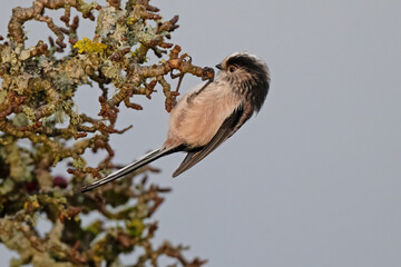 Long tailed tit in the uk © guy