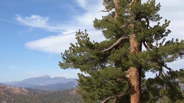 Pan-up of a magnificent Jeffrey Pine starting with a view to Olancha Peak from Sherman Pass in the Kern Plateau of California's Sierra Nevada.