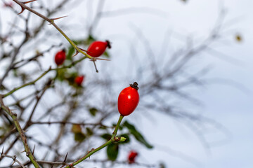 red bush fruit, wild rose, rosehip, close-up