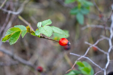 red bush fruit, wild rose, rosehip, close-up